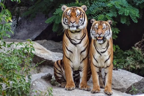 International Tiger Day A Day to Celebrate and Conserve
